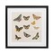 Stupell Industries Antique Butterfly Flight Framed Print Under Glass, design by Dan Meneely